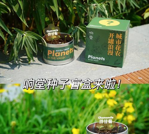 猫咪养成罐攻略（从小猫到大猫，教你培养可爱顺从的小伙伴）